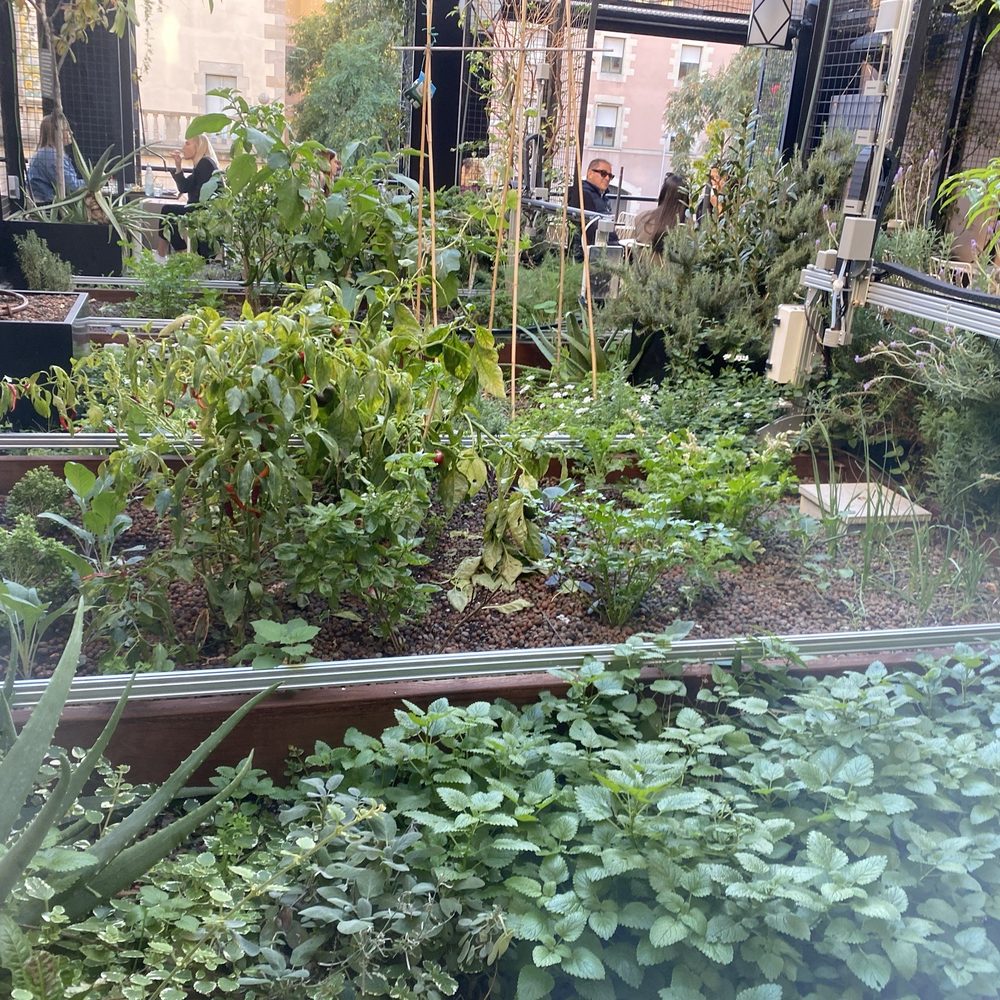Flax & Kale - Garden - Spanish Near Me - Barcelona, B
