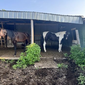 Harmony Hills Horse Boarding - Horses had walk thru or jump over the deep mud from concrete to get into 1 of 3 shelters at Harmony Horse Boarding. - Horse Boarding Near Me - Dubuque, Iowa Harmony Hills Horse Boarding - Horses had walk thru or jump over the deep mud from concrete to get into 1 of 3 shelters at Harmony Horse Boarding. - Horse Boarding Near Me - Dubuque, Iowa