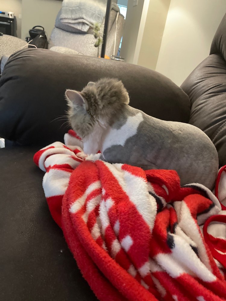 THREE TRAILS ANIMAL HOSPITAL 30 Reviews 600 W 23rd St S, Independence, Missouri