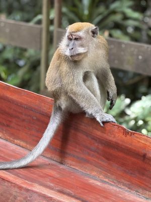 Bukit Timah Nature Reserve by null