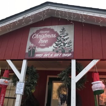 Turners Christmas Tree Farm - Cute little shop! - Christmas Trees Near Me - Havana, Florida Turners Christmas Tree Farm - Cute little shop! - Christmas Trees Near Me - Havana, Florida