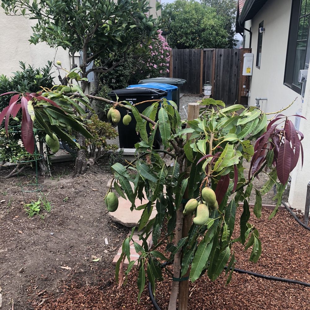 Golden Gate Palms & Exotics - Our awesome mango tree - Nurseries & Gardening Near Me - Richmond, California