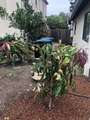 Golden Gate Palms by null