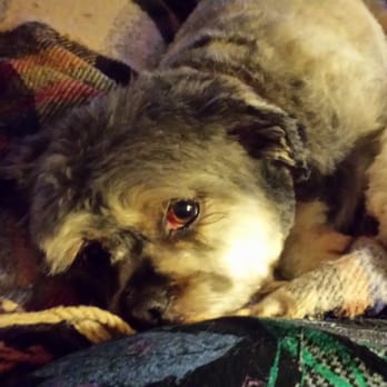 Petco - My dog after I got back from this place. .. They abuse dogs! !!! Beware - Pet Stores Near Me - Vancouver, Washington Petco - My dog after I got back from this place. .. They abuse dogs! !!! Beware - Pet Stores Near Me - Vancouver, Washington