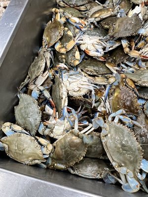 Fiesta Mart #64 by null