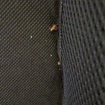 Best Pest Control - Pest Control Near Me
