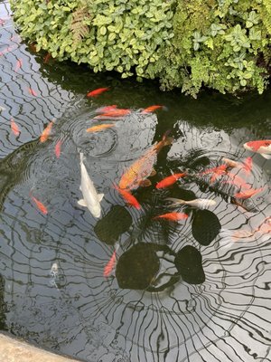 Glasgow Botanic Gardens by null