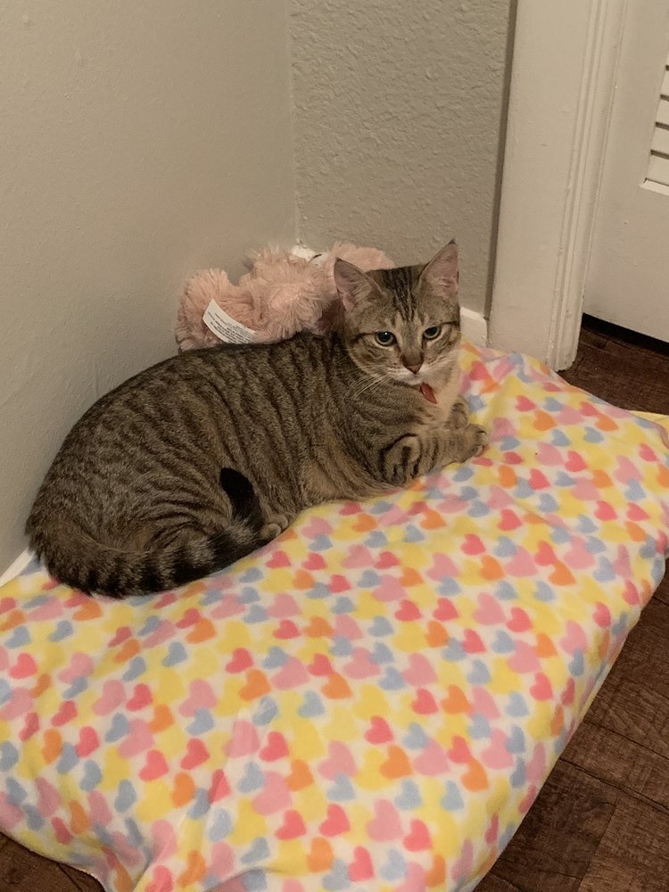 PAWS SHELTER OF CENTRAL TEXAS 51 Photos & 32 Reviews 500 E Fm 150