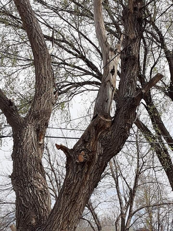 Happy Hands Yard Service - tree service in Sioux Falls, SD