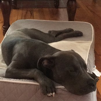 Lehigh Valley Humane Society - Down time zzzzz - Animal Shelters Near Me - Allentown, Pennsylvania Lehigh Valley Humane Society - Down time zzzzz - Animal Shelters Near Me - Allentown, Pennsylvania