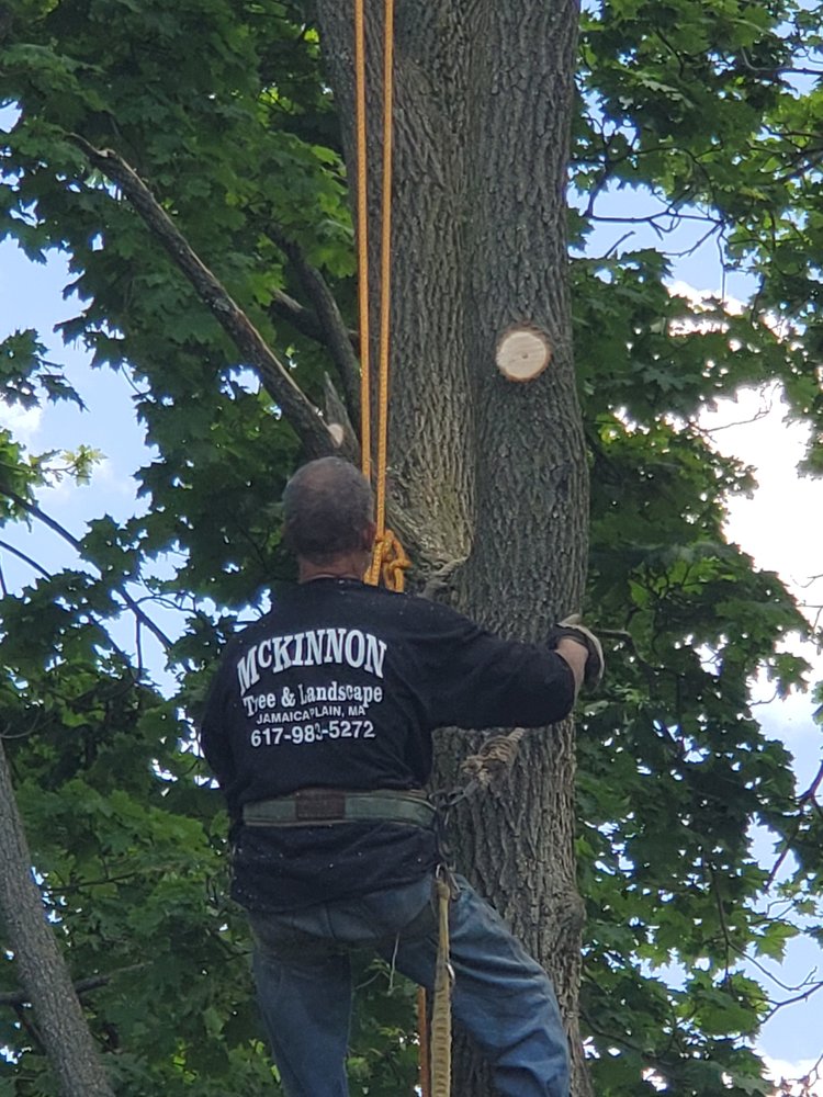McKinnon Tree & Landscape - tree service in Jamaica Plain, MA