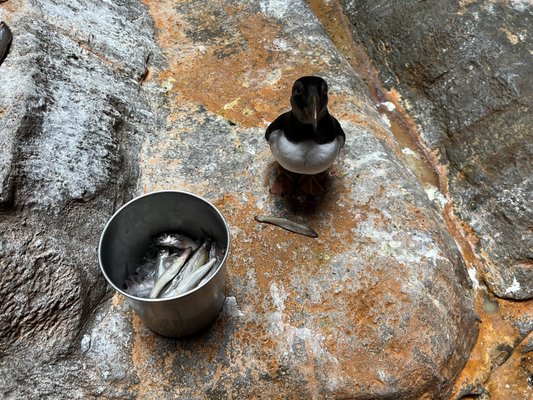 SeaWorld San Antonio by null