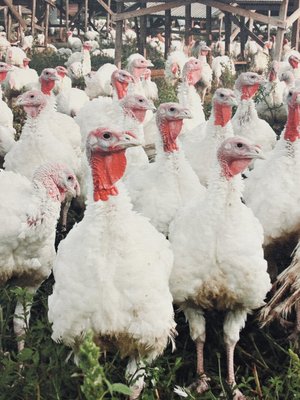 Ferndale Market by null