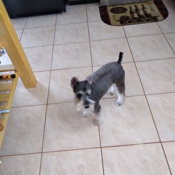 Prestige Pet care - Dog groomer - Pet Sitting Near Me - clearwater, Florida