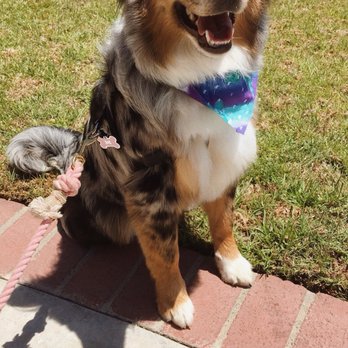 Clipz Pet Salon - Pet Groomers Near Me - Upland, California