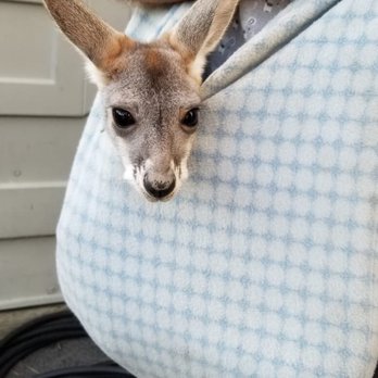 Fall City Wallaby Ranch - Ranches Near Me - Fall City, Washington