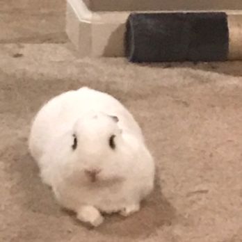Stiern Veterinary Hospital - He'd literally melt into the floor when you'd pet him he was so sweet...I so miss that :( - Veterinarians Near Me - Bakersfield, California
