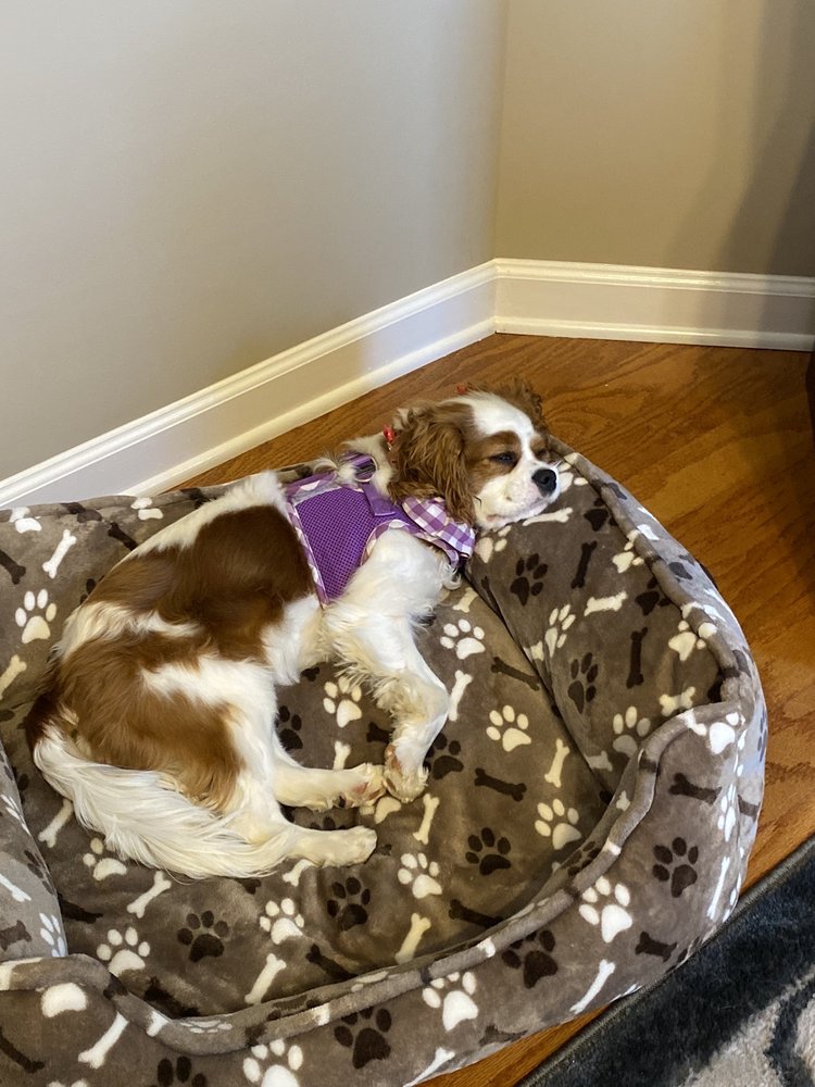 CHARLOTTE PET SITTING Updated September 2024 Charlotte, North