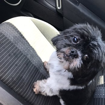 PetSmart - Teddy bear hair cut. He has curly/wavy hair... fluffy and cute. - Pet Training Near Me - Cypress, Texas PetSmart - Teddy bear hair cut. He has curly/wavy hair... fluffy and cute. - Pet Training Near Me - Cypress, Texas