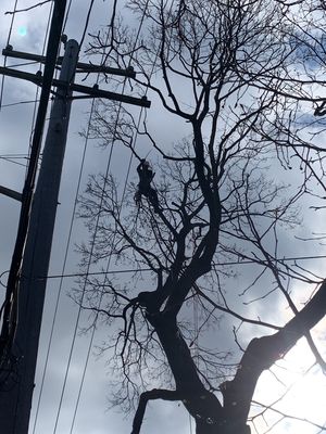 Emergency Service - Offering Emergency tree service Emergency Service - Offering Emergency tree service