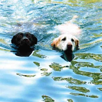 Merrill Animal Clinic - Veterinarians Near Me - Jacksonville, Florida Merrill Animal Clinic - Veterinarians Near Me - Jacksonville, Florida
