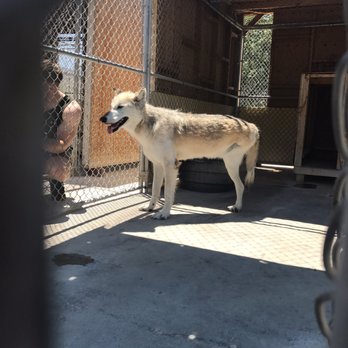 Wolf Mountain Sanctuary - He lost a leg due to cancer - Animal Shelters Near Me - Lucerne Valley, California Wolf Mountain Sanctuary - He lost a leg due to cancer - Animal Shelters Near Me - Lucerne Valley, California
