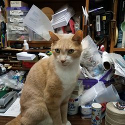 Woodstock Trading Company - Mugsy has turned 16 this year and has lived at Woodstock Trading co.