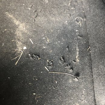 Auto Service Experts - Rats chewed through the carpet and upholstery. - Auto Repair Near Me - San Antonio, Texas Auto Service Experts - Rats chewed through the carpet and upholstery. - Auto Repair Near Me - San Antonio, Texas