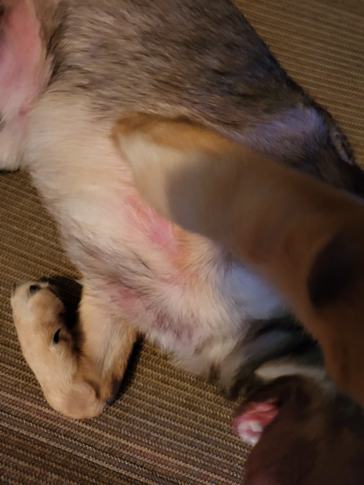 ALTAS PALMAS ANIMAL CLINIC Updated August 2024 19 Photos & 19