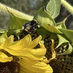 Big Jim Farms - Bees enjoying the sunshine, sunflowers, and beautiful day