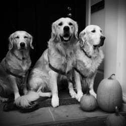 Mamadoolittle Pet Care - pippa, elliott, ;lilah