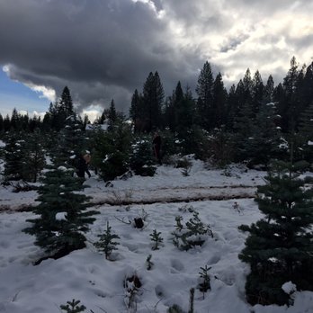 Snowy Peaks Farm - Our start and it was just the beginning of our journey through the selection of trees. - Christmas Trees Near Me - Foresthill, California Snowy Peaks Farm - Our start and it was just the beginning of our journey through the selection of trees. - Christmas Trees Near Me - Foresthill, California