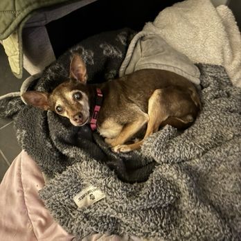 Pets Eternal Rest - Veterinarians Near Me - Walnut Creek, California