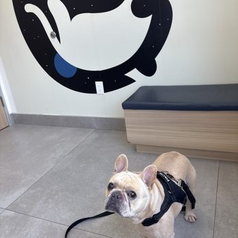 Urbanvet - Veterinarians Near Me - Newport Beach, California Urbanvet - Veterinarians Near Me - Newport Beach, California