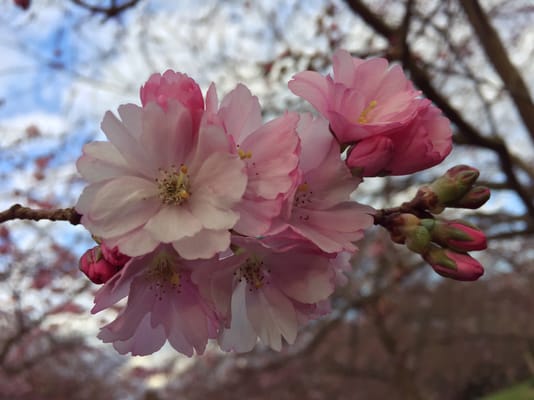 Bispebjerg Cemetery by null
