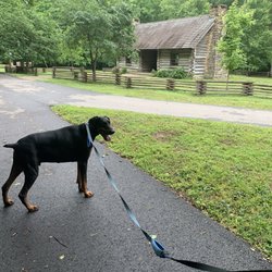 Montgomery Bell State Park - Dog walk