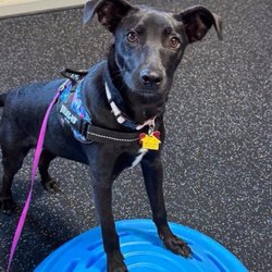 Lessons That Last Dog Training - New textures, being brave!