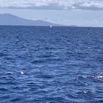 Sail Maui - Lahaina - Whale spout - Boating Near Me - Lahaina, Hawaii Sail Maui - Lahaina - Whale spout - Boating Near Me - Lahaina, Hawaii