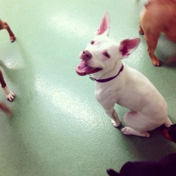 Cagefree K-9 Camp - Pet Sitting Near Me - Los Angeles, California