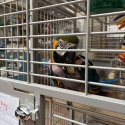 Parrot in tiny cage all alone, has plucked their own feathers out from stress