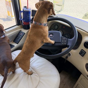 Dan River Campground - One of our dogs wanting to drive - Campgrounds Near Me - Stoneville, North Carolina