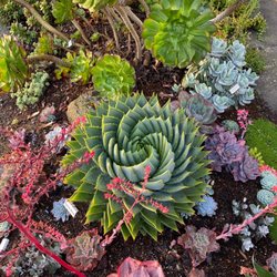 Seascapes Garden Center - We sell the rare aloe polyphylla (spiral aloe)!