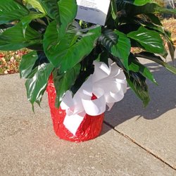 Belak Flowers - Peace lily
