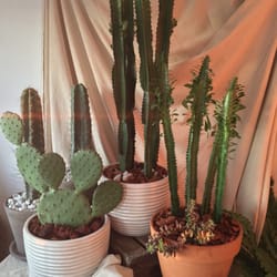 Jewelweed Flower & Plant Shop - Large, rare and unique, sculptural quality cacti, succulents and foliage.