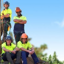 Olivares Tree Service