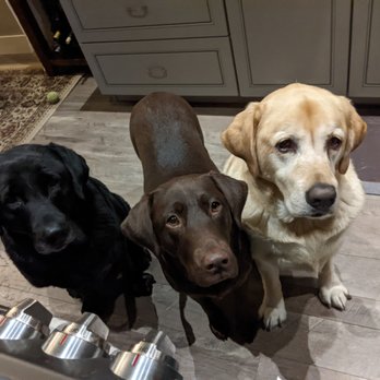 Triple L Pet Sitting Services - Pet Sitting Near Me Triple L Pet Sitting Services - Pet Sitting Near Me
