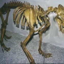 Südostbayerisches Naturkunde- und Mammut-Museum