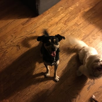 Dulci Paws - Dog Walkers Near Me