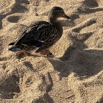 Lakeside Beach - Checking out the wildlife - Beaches Near Me - South Lake Tahoe, California