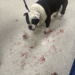 Highlands Ranch Animal Clinic